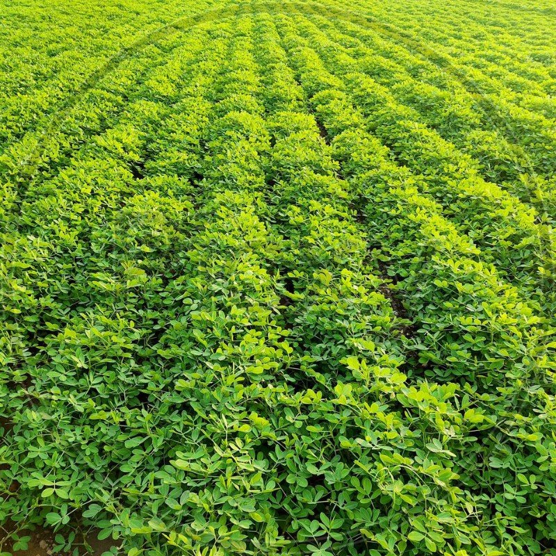 anandorganic