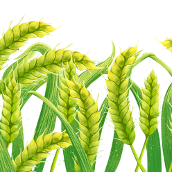 anandorganic