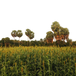 anandorganic